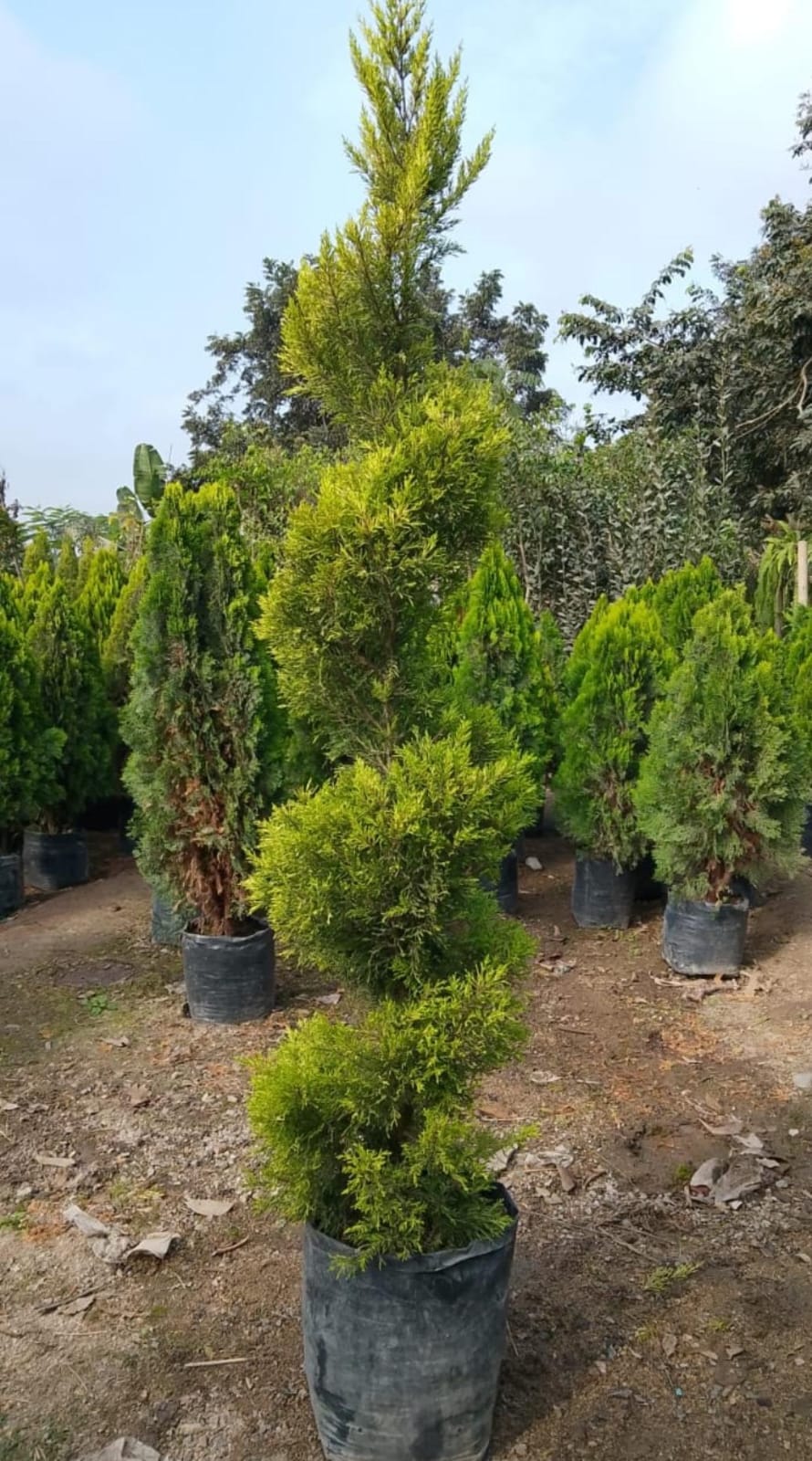 Árboles